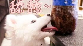 吃瓜娱乐汪